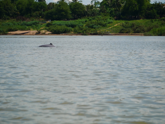 Où sont les dauphins du Mékong ?
