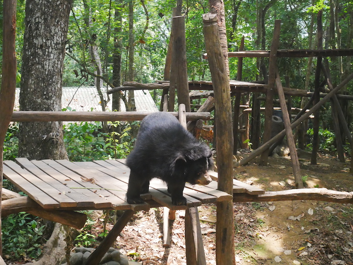 Où voir des ours au Laos ? 