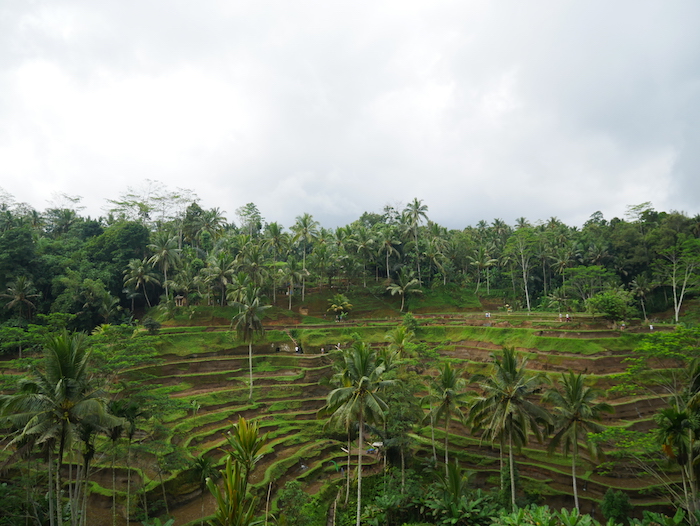 Quelles rizières visiter à Ubud ?