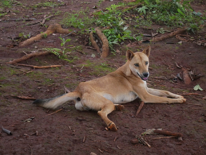Y a-t-il beaucoup de chiens errants en Birmanie ? 