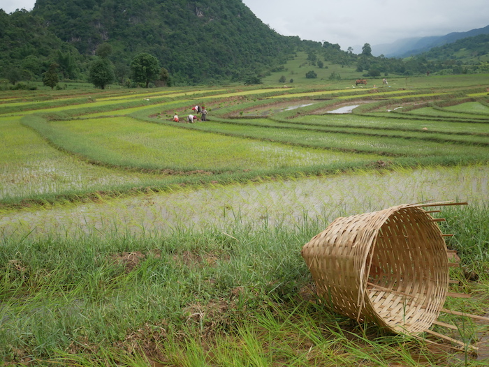 Que cultivent les habitants du Myanmar ?