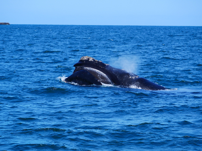 Où voir des baleines en Argentine ? 