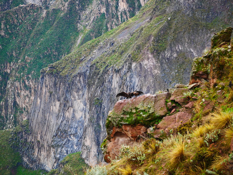 Cruz del Condor au Pérou. 