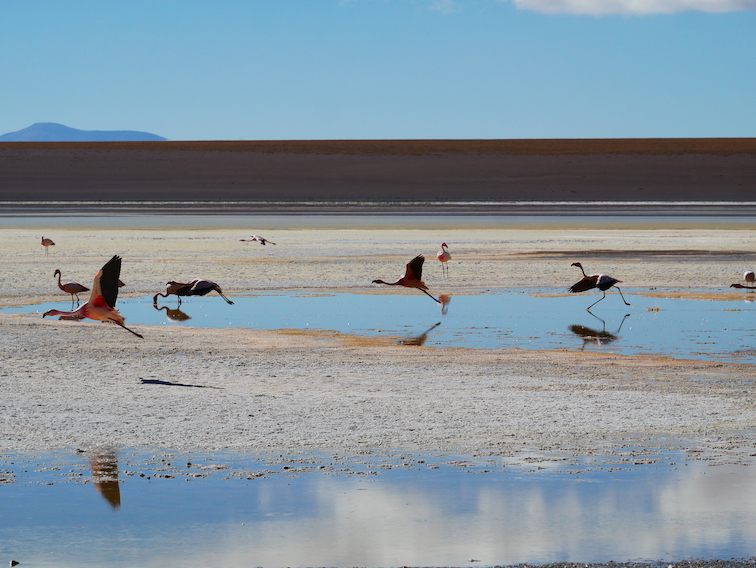 Une lagune et des flamants en train de s'envoler en Bolivie. 