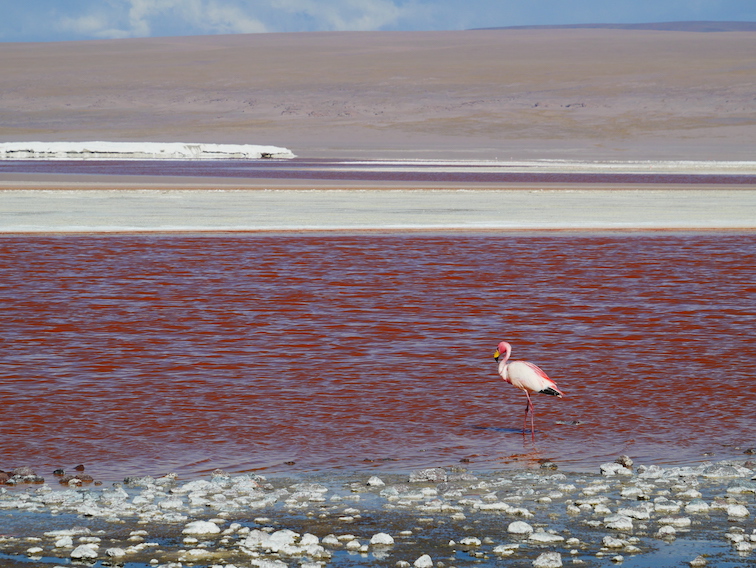 Laguna colorada et flamant en Bolivie. 