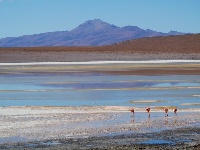 Une lagune bolivienne et des flamants. 
