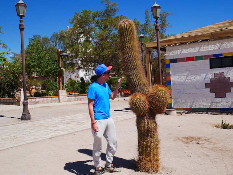 Un cactus au village de Toconao. 