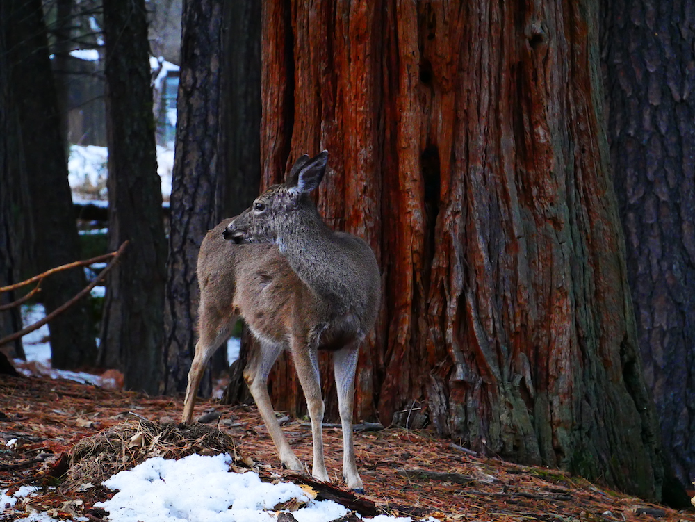 Les animaux sont nombreux à Yosemite. 