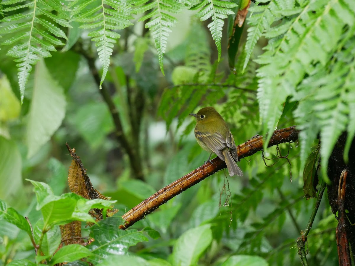 Où voir des oiseaux au Costa Rica ?