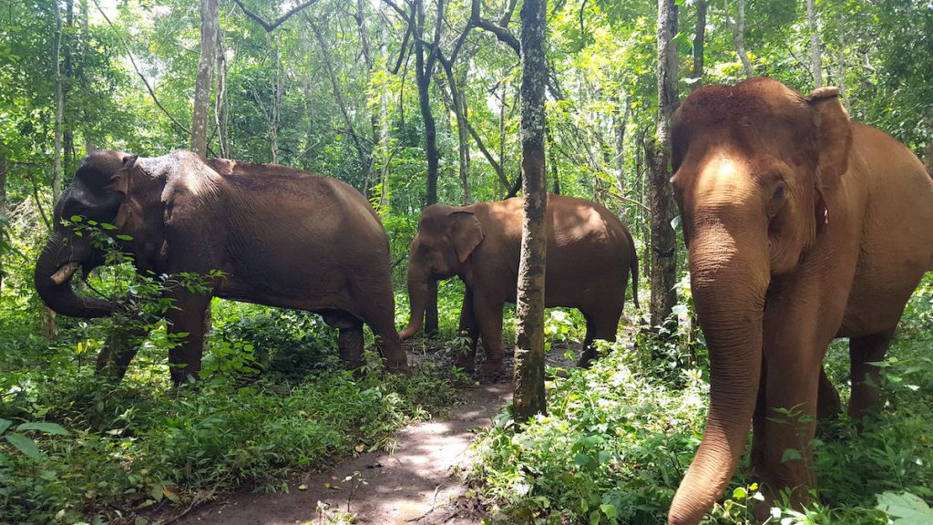Eléphants au Cambodge